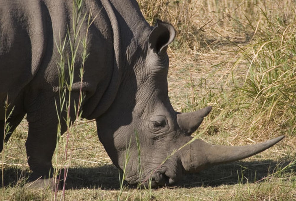 Grenzübertritt nach Simbabwe & Safari in Matobo Hill